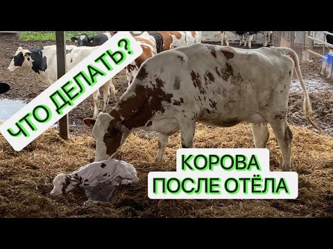 Видео: ЧТО ДЕЛАТЬ С КОРОВОЙ ПОСЛЕ ОТЁЛА? /ЧАСТЬ#1 здоровье/  Разберем самые важные моменты.