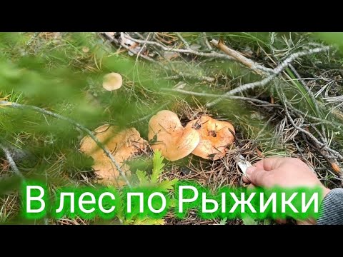 Видео: В лес по Рыжики