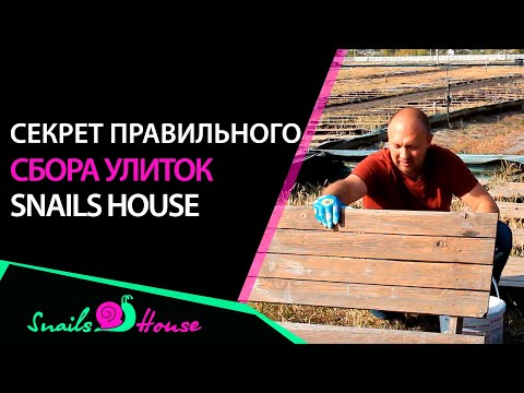 Видео: Как собирать улиток?? Секреты правильно сбора улитки! Делимся как правильно собрать улиток))