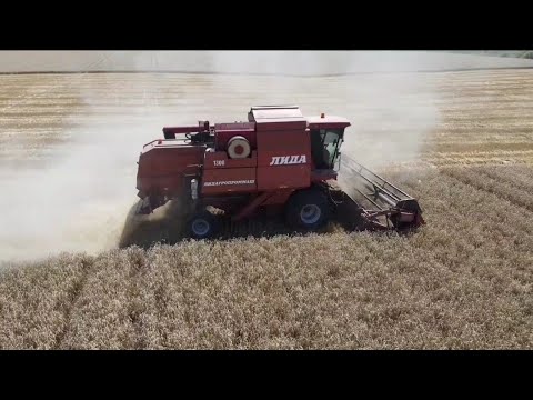 Видео: Уборка озимой пшеницы сорт Гром 😎😎😎