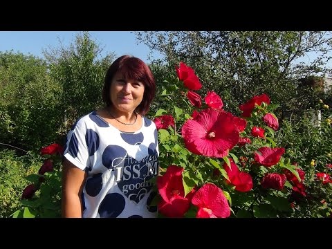 Видео: 🌺Цветут гибискусы. Blooming hibiscus