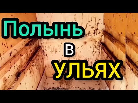 Видео: Размещение полыни у пчёл в зиму. Какой эффект пчёлам от полыни горькой. Видео-ответ.