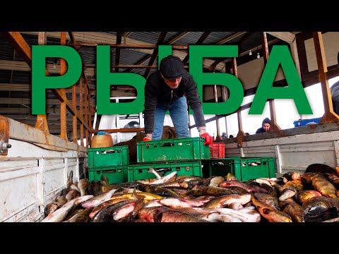 Видео: Рыбный базар. ТОННАМИ В ДЕНЬ / Голодный Ким