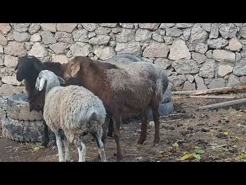 Видео: 3 сар кучкори арзон 880800043 ватсап 939919046