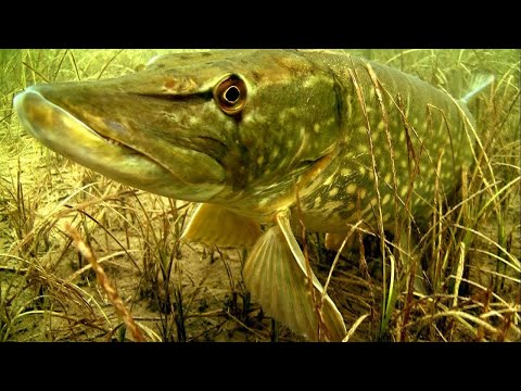 Видео: Щука 1948 часть 4   Повадки щуки