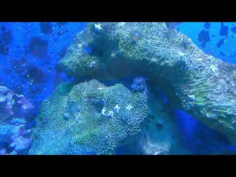 Видео: Немного моря.