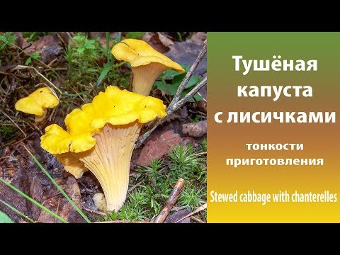 Видео: Тушёная капуста с лисичками. Stewed cabbage with chanterelles.