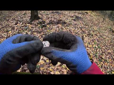 Видео: коп карасиков в поле и лесу