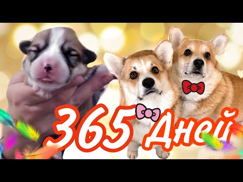 Видео: ШОК! Как ЩЕНОК КОРГИ изменился за ГОД! СЛИШКОМ ми-ми-ми😁