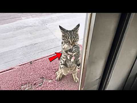 Видео: «Открой!»Кошка-мама, неся новорождённого малыша, стучит в единственную дверь, которой она доверяет.