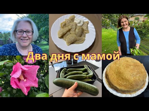 Видео: VLOG 🇩🇪Вот это урожай/Мама в гостях/Что купила/Лепим вареники и болтаем/Мамины блины/Завтрак 