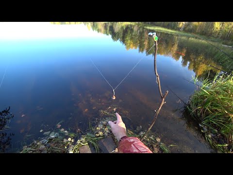 Видео: КАПРИЗНАЯ ЩУКА! ДЕДОВСКИЕ РЕЗИНКИ НЕ ПОДВЕЛИ! РЫБАЛКА НА ЗУБАСТУЮ С ЖИВЦАМИ! ЩУКА ОБРЕЗАЛА ПОВОДОК!