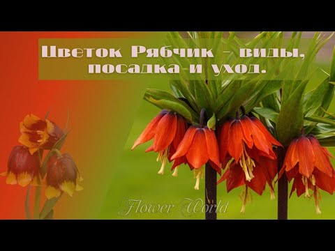 Видео: Цветок Рябчик - виды, посадка и уход.🌷