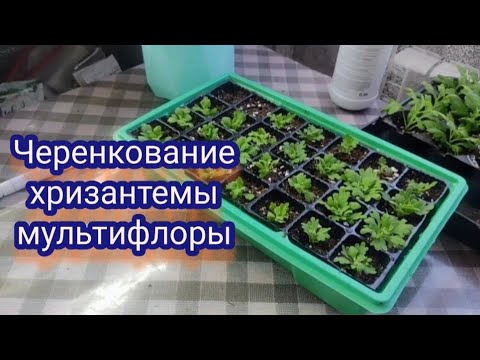 Видео: Хризантема мультифлора. Пришло время черенковать хризантему.