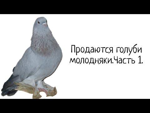 Видео: Продаются перспективные голуби молодняки. Часть 1. Продолжение следует/номер телефона+77012184683