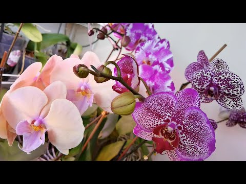 Видео: Ленюсь показывать вам орхидеи 😕🤔😄.