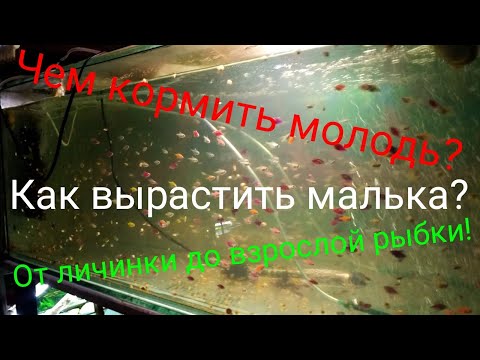 Видео: Выкармливание малька от А до Я! Как правильно выращивать рыб?