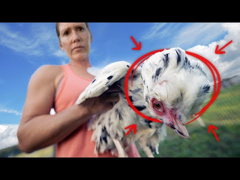 Видео: У нашей курицы скрученная шея.