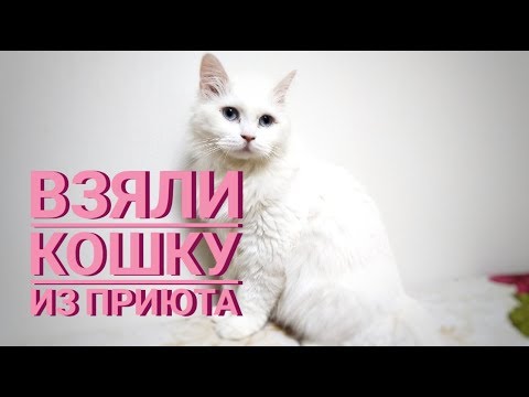 Видео: Взяли кошку из приюта в Корее