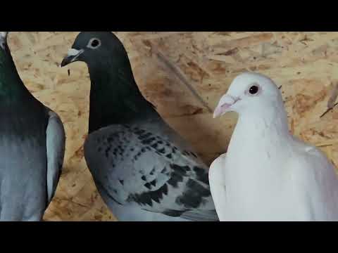 Видео: Увлечение длинною в 40 лет. #Голуби #pigeon #racingpigeon  #бакинскиеголуби
