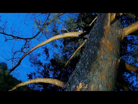Видео: Макс застрял