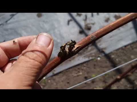 Видео: Заморозки побили все побеги на винограднике, но урожай будет, кусты восстановим.