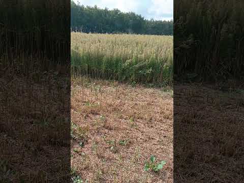 Видео: Кировец дискования озимки