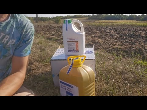 Видео: Посадка часнику основні питання. протруйник часнику та підготовка грунту. Що купити для посадки?