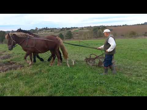 Видео: Коні в роботі.