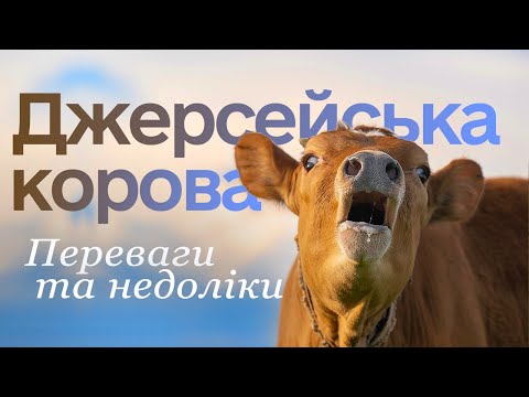 Видео: Джерсейская порода коров 🐄 Сильные и слабые стороны коровы джерси