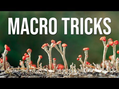 Видео: Макроприёмы в лесу: простые советы по освещению, фокусировке и композиции