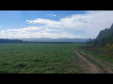 Видео: В лес за шампиньонами.