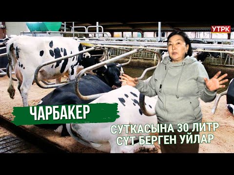 Видео: Суткасына 30 литр сүт берген уйлар // Чарбакер //11.01.25