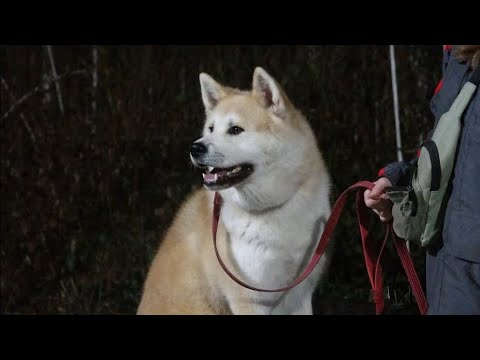 Видео: Догтренинг 508. Классическая акита-ину. От лая до тишины. Зачетный урок