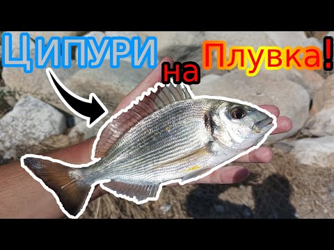Видео: Риболов в Гърция №7 Разбих ЦИПУРИТЕ на ПЛУВКА! Давам СЪВЕТИ за НАЧИНАЕЩИ! FLOAT fishing for PORGY!