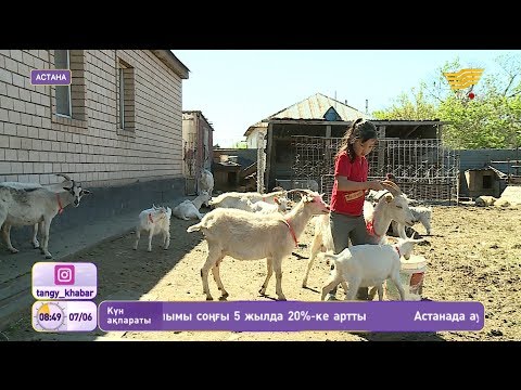 Видео: Ешкі сүтінің пайдасы көп