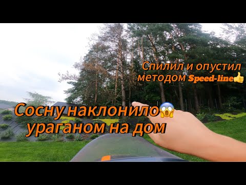 Видео: Арбористика‼️Способ speed-line👍Спилил опасную высохшую сосну🌲, которую ураган наклонил на дом😱