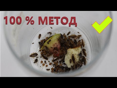 Видео: Как избавиться от тараканов? Ловушка, 100% надежный и дешевый способ.