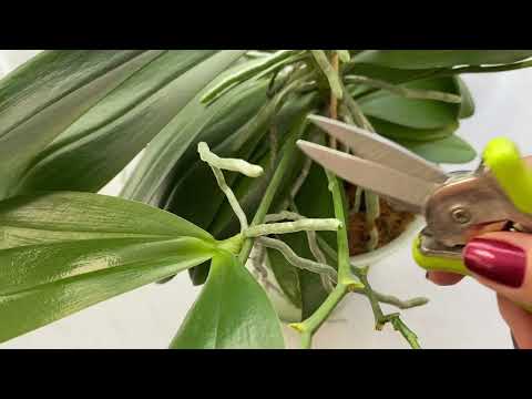 Видео: Как сажать ДЕТКУ ОРХИДЕИ только С ВОЗДУШНЫМИ КОРЕШКАМИ!