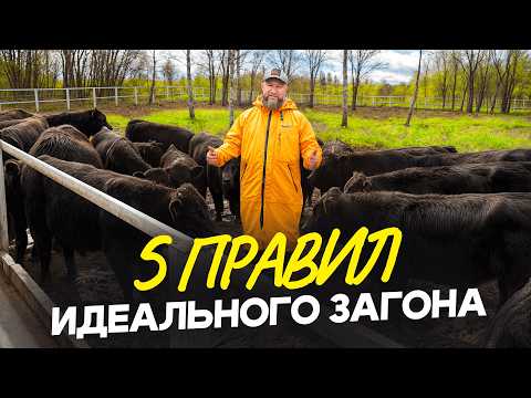 Видео: Как построить надежный загон для быков без головняка и сколько это стоит? / Не повторяй моих ошибок!