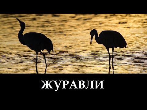 Видео: Русавуки "Журавли" - Далеко Журавли Улетели (клип)