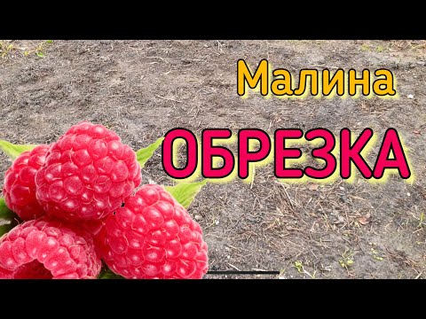 Видео: Обрезка малины осенью- на какую высоту обрезать для большого урожая.