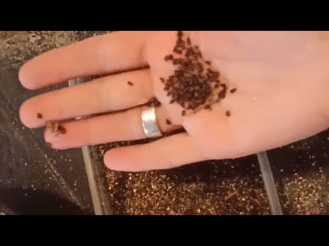 Видео: Высеваю дельфиниум, хосты. Заботы деревенские.