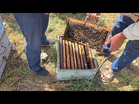 Видео: 918853604 акаи Русиам. Қисми 2. Асалҳо аз гулҳои куҳсорҳои Варзоб.