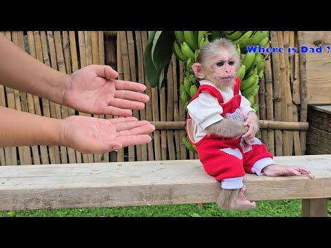 Видео: Как сейчас поживает отец детеныша обезьяны Сюки? Отвечает на вопросы зрителей в последнее время.