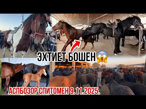 Видео: Аспбозоо барои мухлисом 👍👍👍 9 ноября 2025 г.