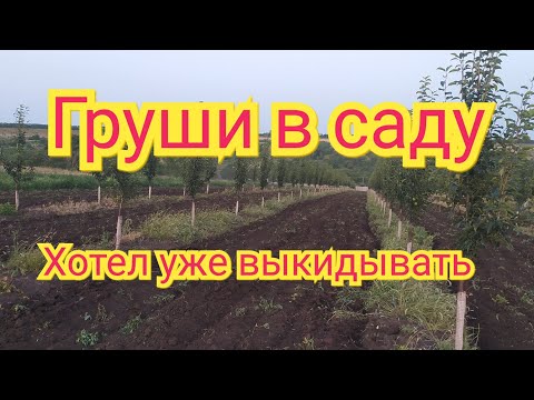 Видео: Медяница на груше. Груша не растет. Как спасти.