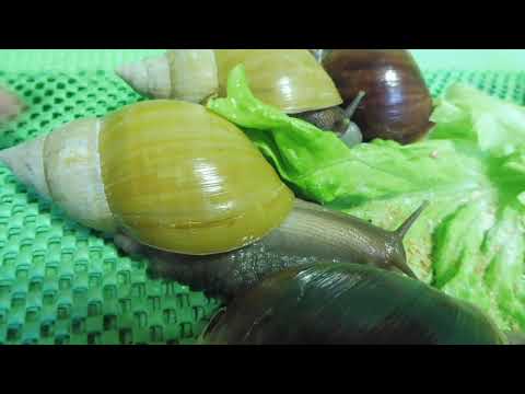 Видео: #АХАТИНАФУЛИКА АЛЬБИНО,РОДАЦИЯ - РОСТ #КУПЛЮУЛИТОКПРОДАЮАХАТИН#МАРИМИСТИКПИТОМНИК