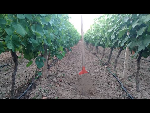 Видео: Полив винограда летом. (Практический совет, когда винограду нужна вода).