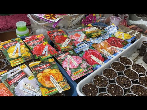 Видео: Болмо гулу | Бегония , Петуния гулдорун уруктан остуруу ыкмасы №2